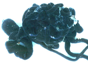 Bootlace Worm (Lineus longisimus)